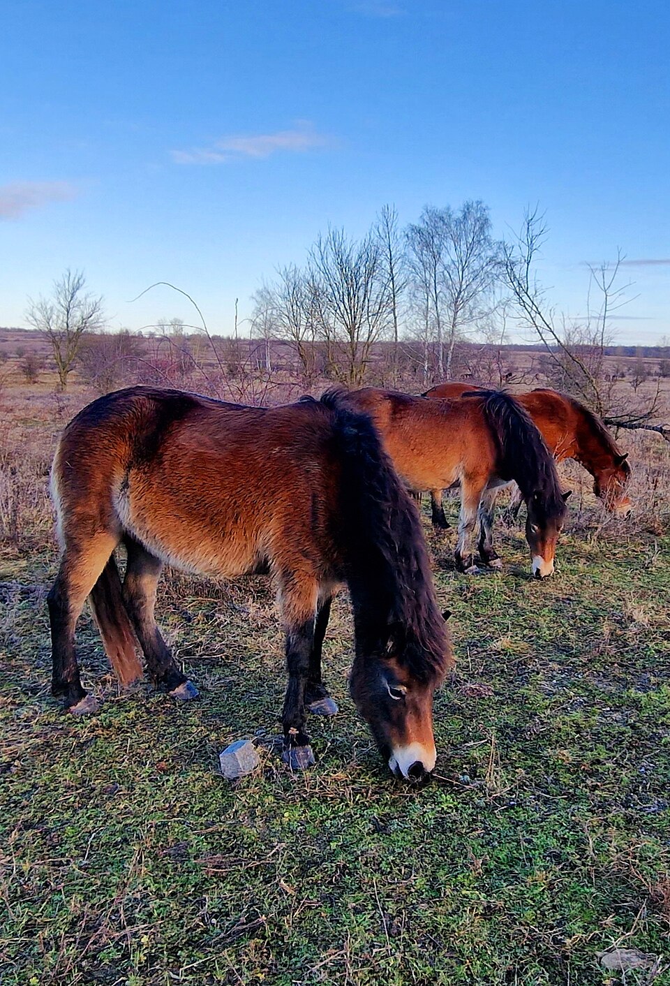 Photo “Divocí koně” by Karelj, licensed under CC BY-SA 3.0 via Wikimedia Commons