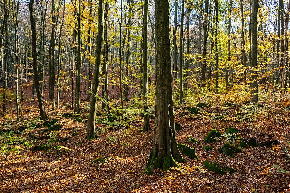 Photo “Voděradské bučiny, autumn 2019” by Skot, licensed under CC BY-SA 4.0 via Wikimedia Commons