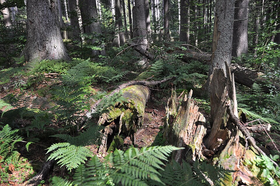 Image: Boubínský virgin forest, Czech Republic Author: KozuchLicense: CC BY-SA 4.0 – https://creativecommons.org/licenses/by-sa/4.0/