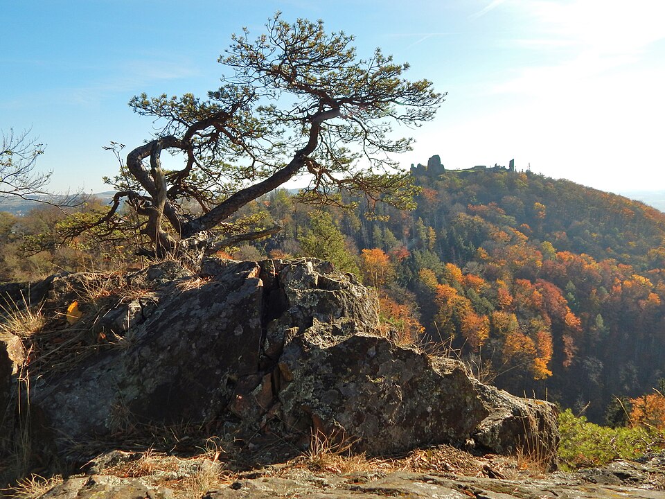 Photo: Mirek.219 / Wikimedia Commons / CC BY-SA 4.0