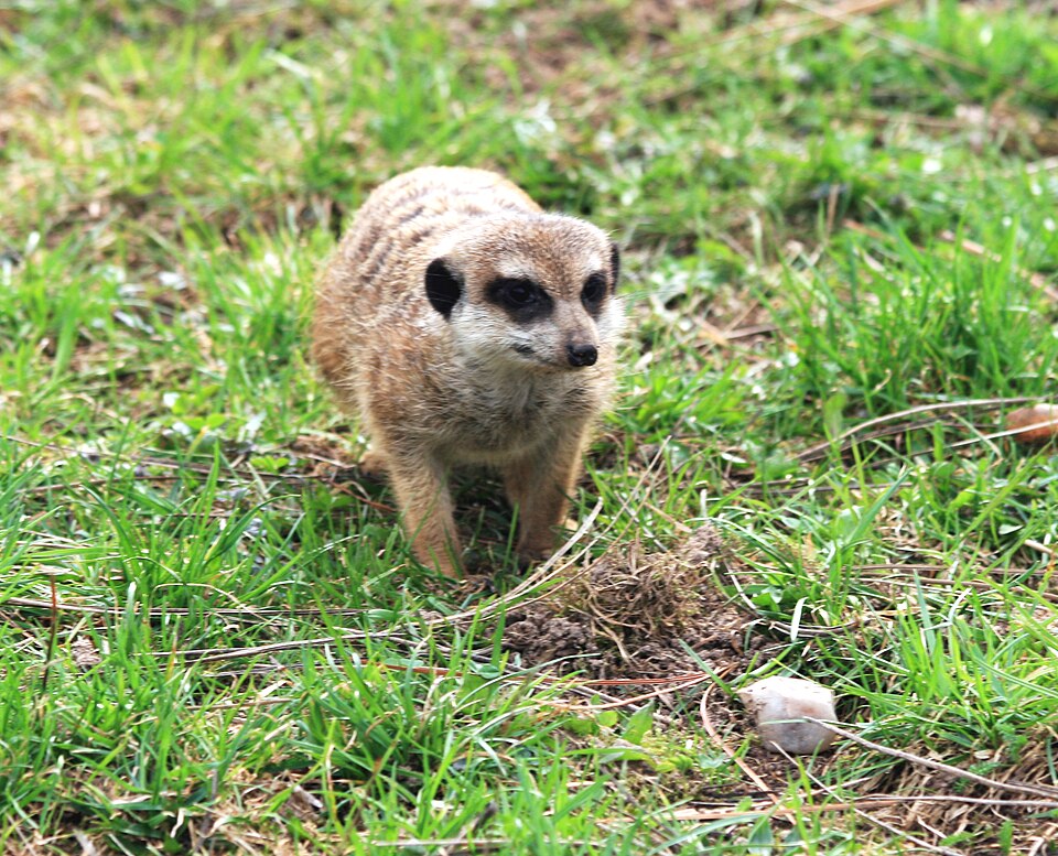 Photo: Karelj / Wikimedia Commons / Public Domain